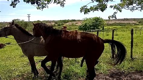 cavalo cruzando com égua